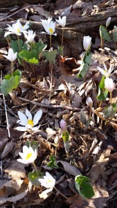 Bloodroot II