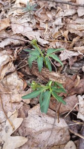 Cut-Leaved Toothwort