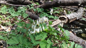 Dutchman's Breeches