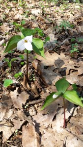 Large-Flowered Trillium