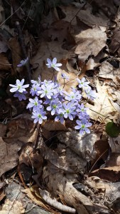 Round Lobed Hepatica