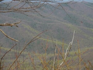 The green creeping up the mountains...