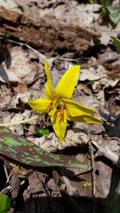 Trout Lily