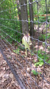 Luna moths making whoopee @ the Hawk Mountain Sanctuary...