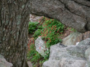 Non-lethal Columbine...