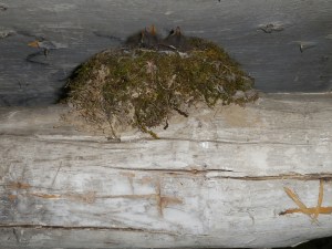 Baby phoebe's in the eves of Windsor Furnace shelter, waiting for...