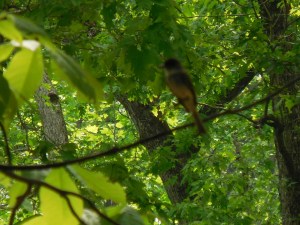...supper, if only mom & dad would get over their fear of hikers.