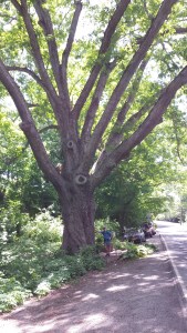 Yup, pretty durned big...