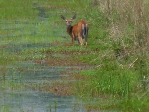 In the WallkIll River NWR.