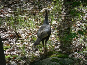 Scared up a turkey hen with 8 (or so) chicks...