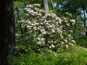 Mountain Laurel finally starting to bloom...