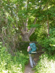 Nearing the Dover Oak...the oldest oak along the AT (over 300 years)...