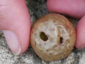 For several weeks, we were wondering what these air-filled pods were we found on the trail. They are galls produced by gall wasps on oak trees. Alfred Kinsey avidly studied these wasps before deciding that human sexuality was a far more interesting field of study.
