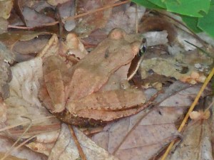 Wood Frog...