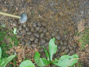 Our first pile of Moose Poo!