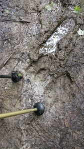 Our first Moose Tracks...fairly fresh, but no sign of the big beasts...