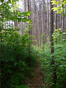 Beginning to see more conifer forests...