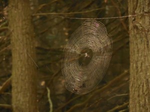 It's nice when spiders don't spin their webs in the middle of the trail...