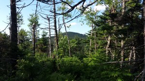 Nearing Killington Peak and the highest shelter/campsite on the AT in Vermont...