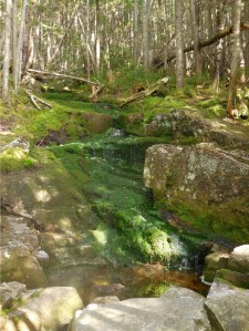Mossy stream...