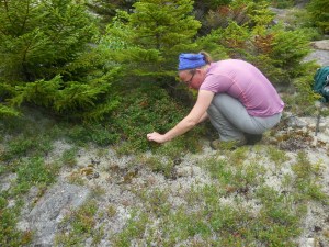 Blueberries (last day in NH)!