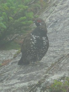 We have scared up quite a few Spruce Grouse (this...a male)...