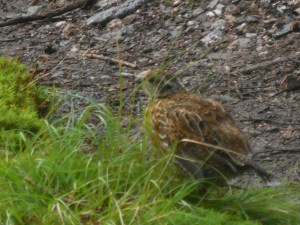 And a chick. Spruce Grouse hens do not do the