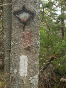 New and old Maine AT marker. The tin diamond is now being eaten by it's host. Faintly legible