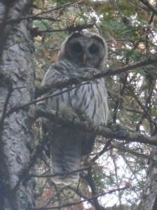 One of two Bard Owl siblings we hiked under near a pond...