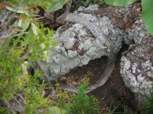 From a rattlesnake? Couldn't really tell...still haven't had THAT encounter...