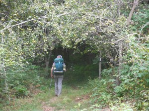 Walking through old apple orchards of homesteads displaced by the creation of the Blue Ridge Parkway...