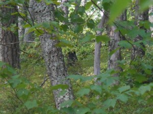 There's a bear in that mass of foliage...