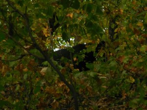 Another bear, again hard to photograph in the dark woods...