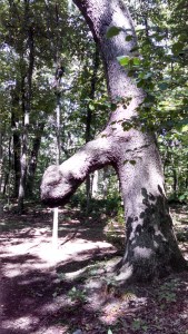 IMG_20150825_112712_135