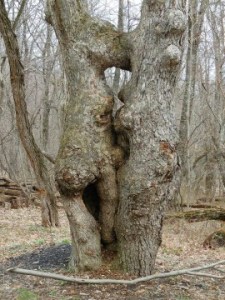 storage_emulated_0_Nikon_WU_Card_D04192015_001_100NIKON_DSCN0090