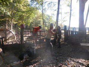 Helping with the squealer round-up @ Wood's Hole...