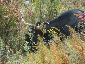 A long-horn napping in the Grayson Highlands...