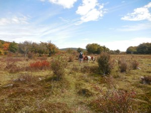 For some reason, Grayson ponies just do not like wild orchard apples...
