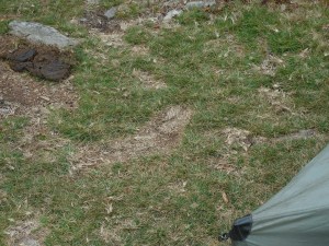 Remember that long-horn?