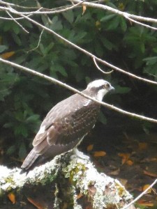 Hiking down towards Damascus, the AT joins the Virginia Creeper Rail-Trail a few times. We spotted this osprey looking for trout along the Whitetop Laurel River at a point where AT, Creeper & River join...