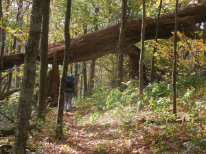 Big dead tree over the trail...