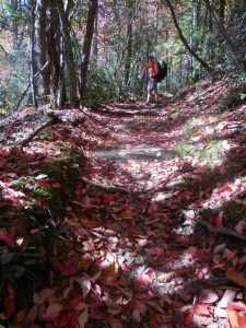 Up into the Smokies. Colors changing...