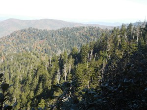 Smokies spotted with dead hemlock due to the Wooly Adelgid...