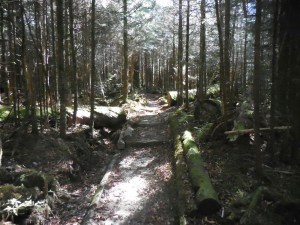 The trail through the southern Smokies...
