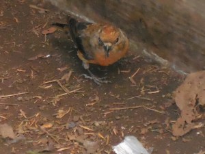 We think this was a female Indigo Bunting or a female Blue Grosbeak...not sure. It was cool though...hung out in the shelter with us trying to find hiker leavings. ;-)