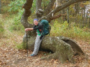 Iconic crazy tree at Bly Gap, NC. Just north on the trail from...