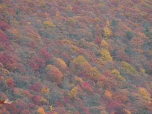 Colors starting to pop...